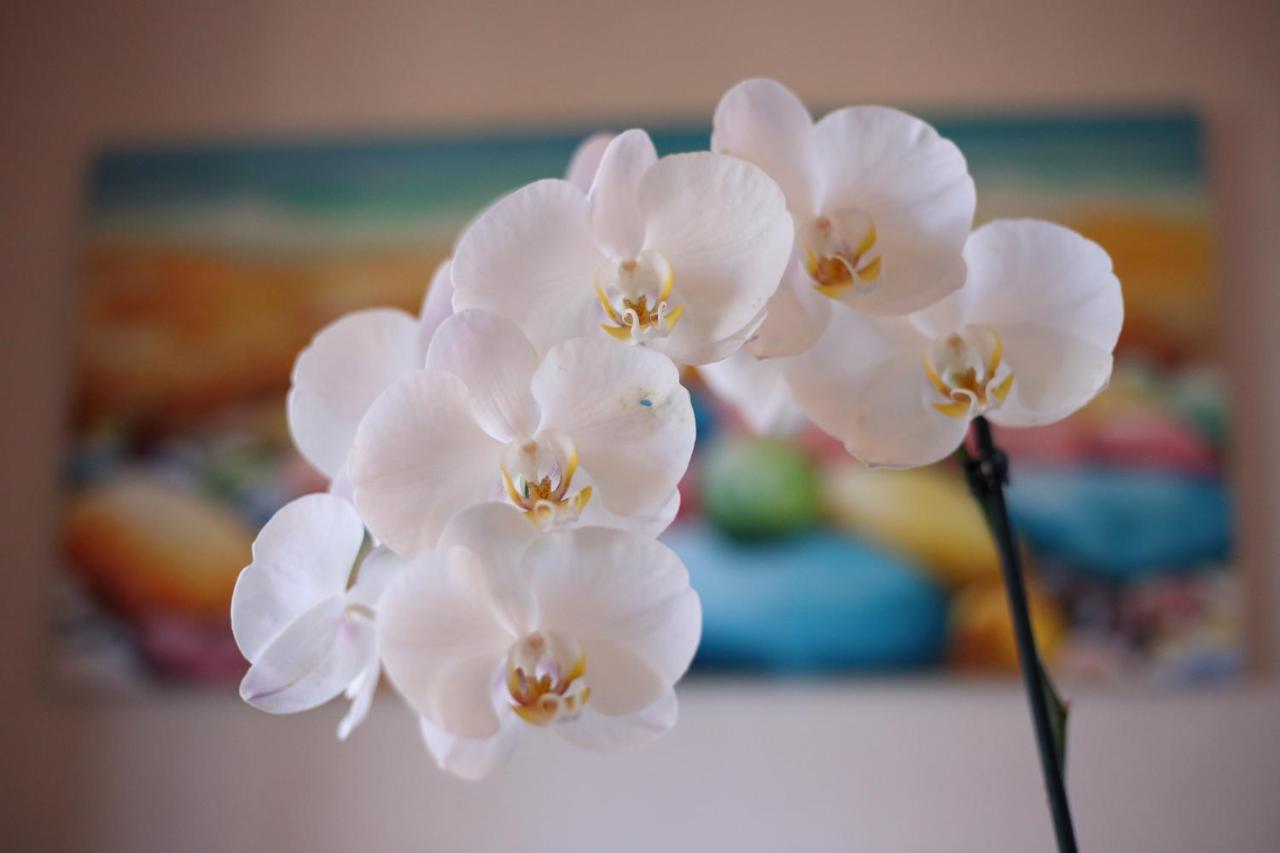 B&B Villa Orchidea Ricadi Eksteriør bilde