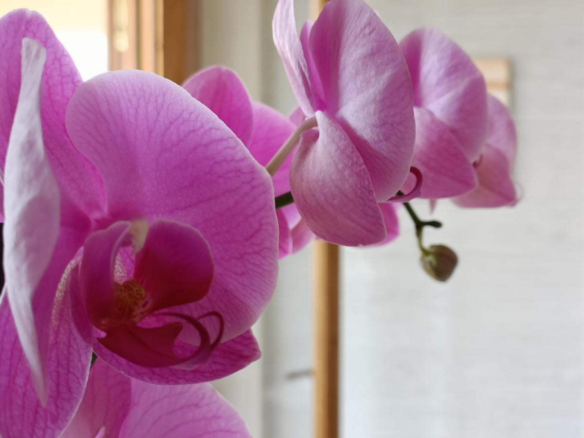 B&B Villa Orchidea Ricadi Eksteriør bilde
